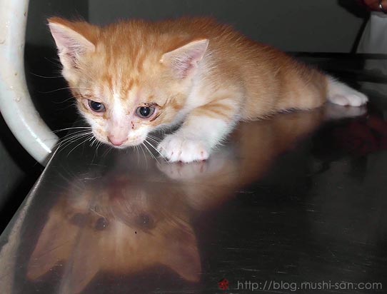 Pet shop, gatos feios e fofinhos em caixa animal doméstico desenho animado