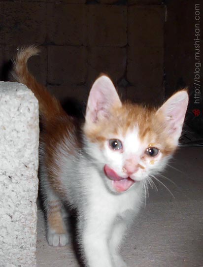 Pet shop, gatos feios e fofinhos em caixa animal doméstico desenho animado