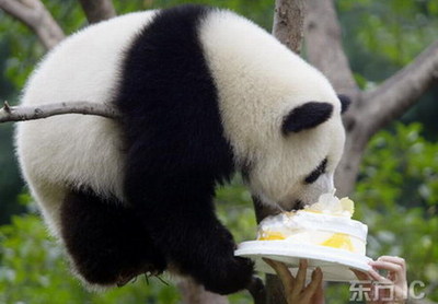 china-panda-birthday-01.jpg