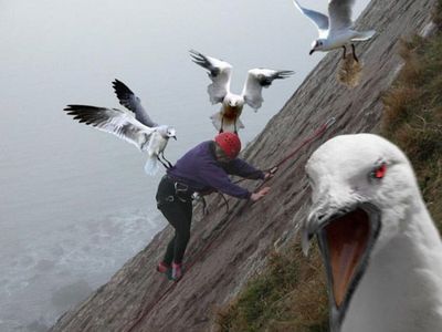 seagull.jpg