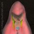 tbmushiices041e.jpg